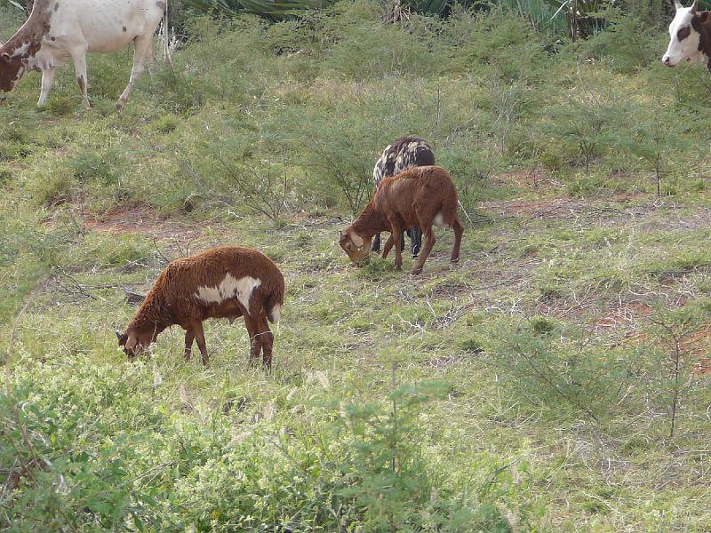 602 Malagasy sheep